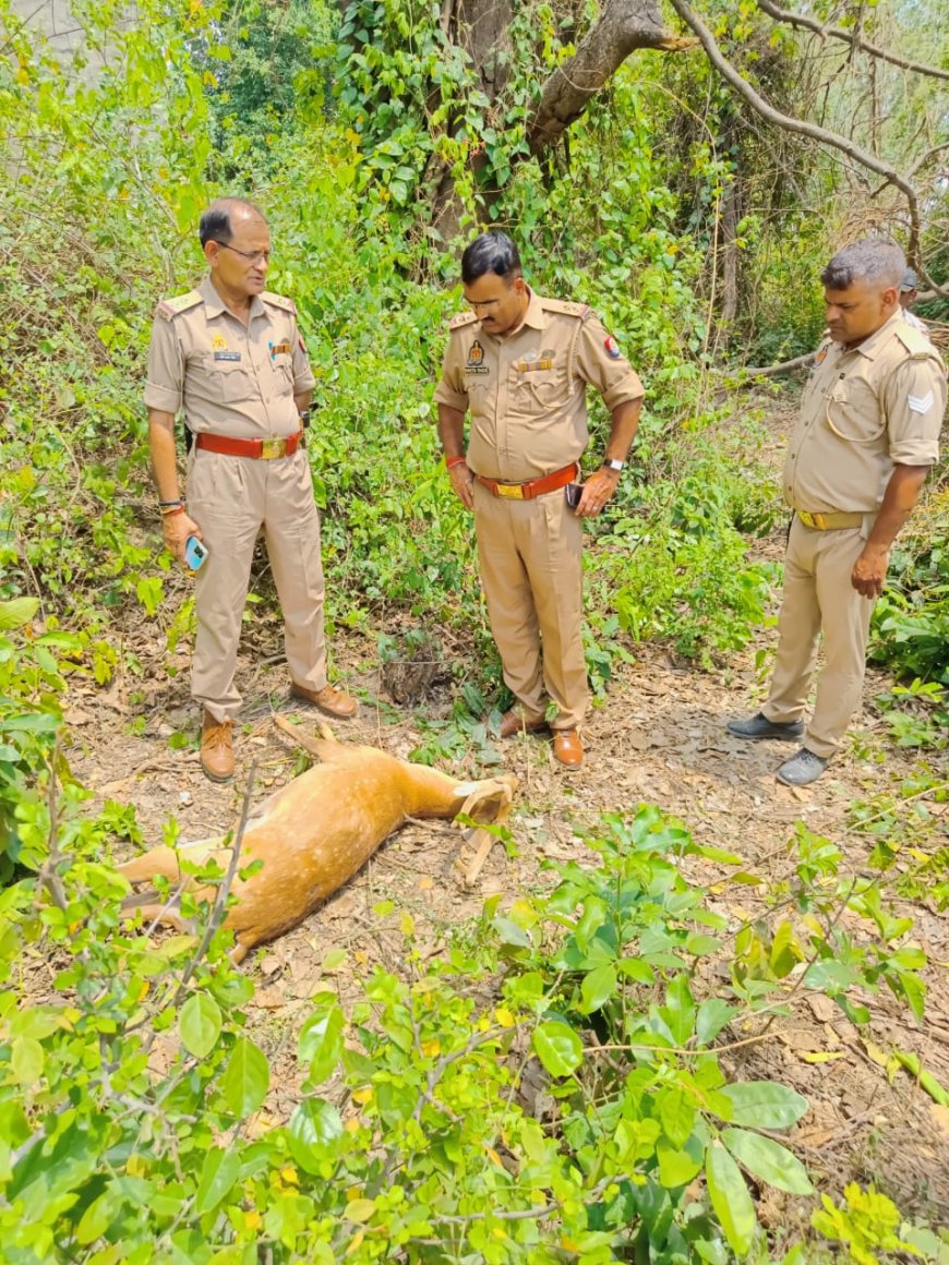 अज्ञात वाहन की चपेट में आने से नर हिरण की मौत,लालगंज पुलिस ने दफनाया---