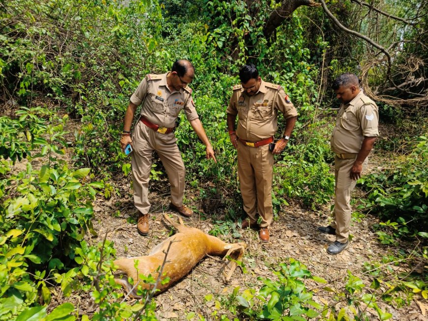 अज्ञात वाहन की चपेट में आने से नर हिरण की मौत,लालगंज पुलिस ने दफनाया---