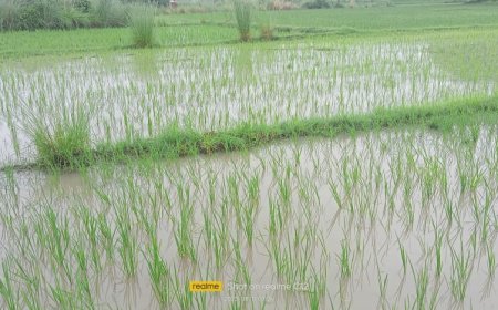 वर्षा से धान को मिली संजीवनी,किसान को मिली राहत---