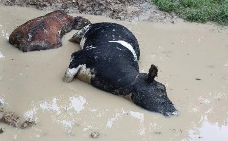 मरे हुए गोवंश के दुर्गंध से गांव वालों का जीना दुश्वार---