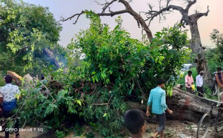 पाकड़ का पेड़ गिरने से आवागमन बाधित---