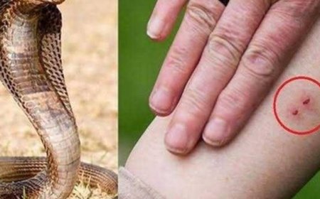 कमरे में सो रहा था युवक, साँप के डसने से हुई मौत, गांव में मचा कोहराम