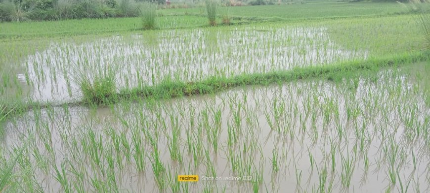 वर्षा से धान को मिली संजीवनी,किसान को मिली राहत---