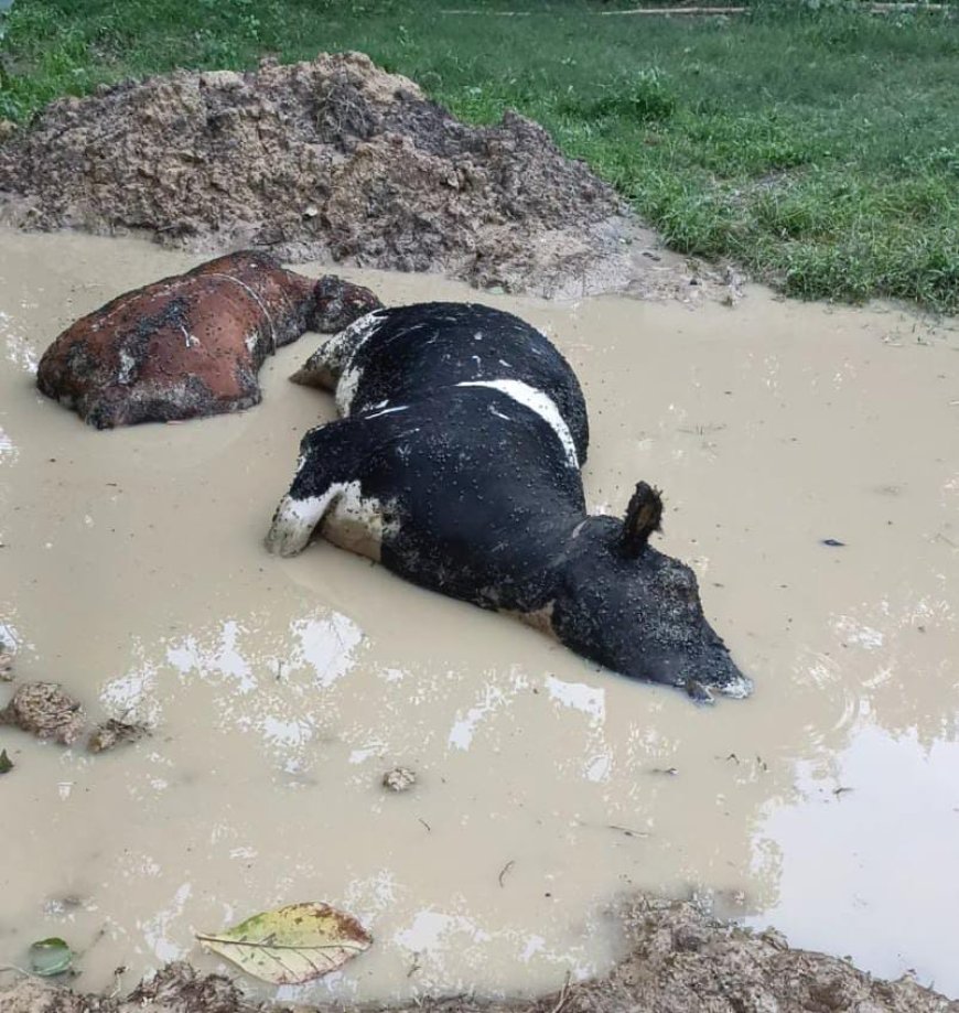 मरे हुए गोवंश के दुर्गंध से गांव वालों का जीना दुश्वार---
