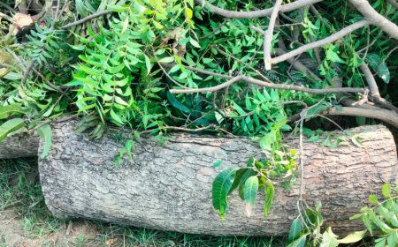 धड़ल्ले से चल रही पेड़ों की कटान,प्रकृति की छाती पर प्रहार से जिम्मेदार मौन---