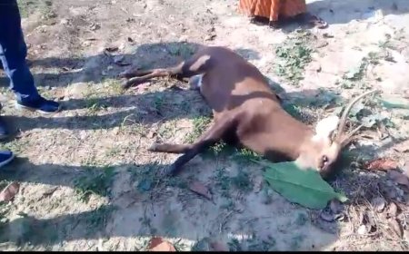 बस की चपेट में आने से हिरन की मौत--
