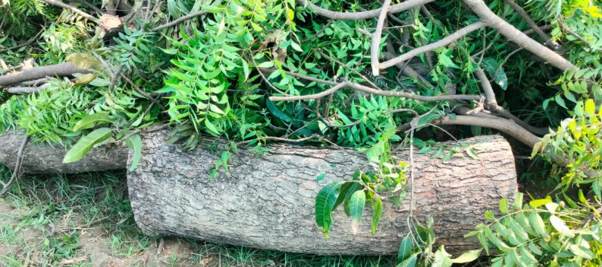 धड़ल्ले से चल रही पेड़ों की कटान,प्रकृति की छाती पर प्रहार से जिम्मेदार मौन---