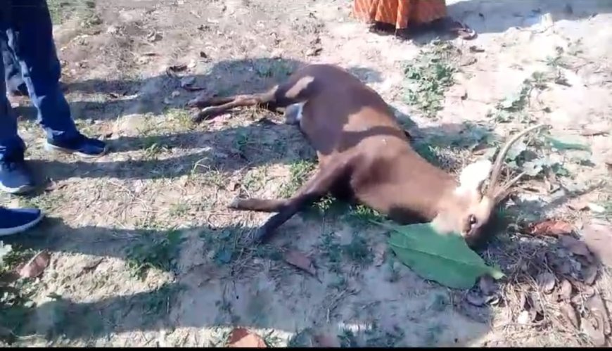 बस की चपेट में आने से हिरन की मौत--
