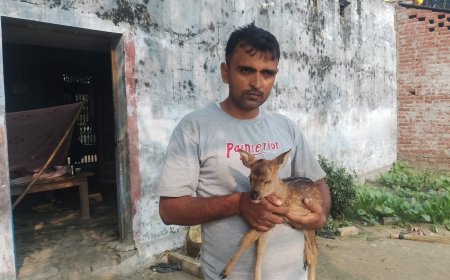 कुत्ते के झुंड से हिरण के बच्चे को ग्रामीणों ने बचाया