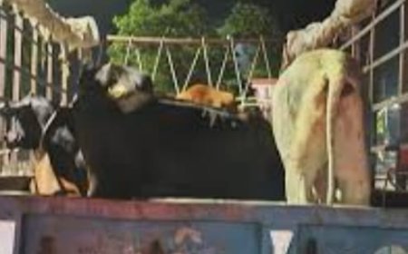 रात में अभियान चलाकर पकड़े गए बेसहारा पशु