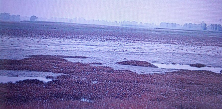 ढढ़वा ताल को सुंदरीकरण का इंतजार, बनना था पर्यटन स्थल
