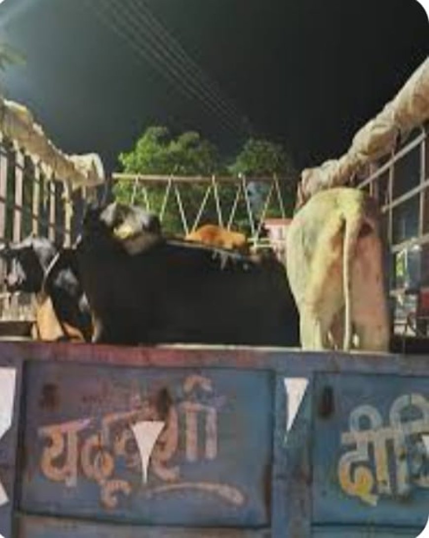 रात में अभियान चलाकर पकड़े गए बेसहारा पशु