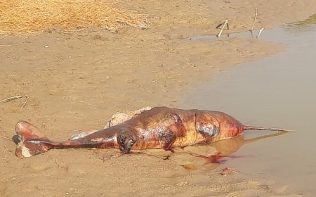 सरयू नदी में मृत मिली डाॅल्फिन