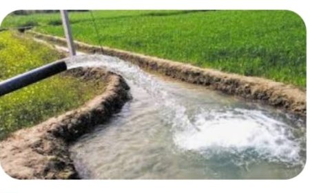 समय से पहले करनी पड़ रही गेहूँ की सिंचाई, किसानों की सांसत