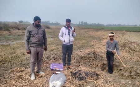 ठंड लगने से सारस पक्षी की मौत