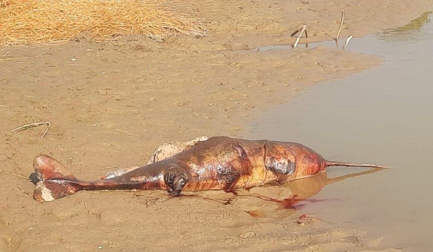 सरयू नदी में मृत मिली डाॅल्फिन