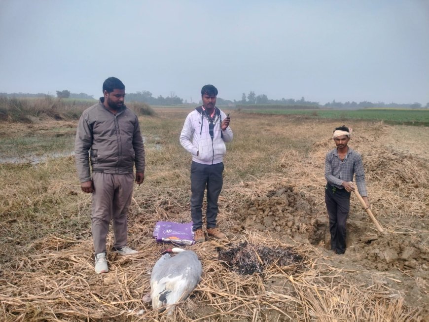 ठंड लगने से सारस पक्षी की मौत