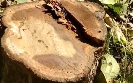 वन विभाग की मिलीभगत से हो रही पेड़ों की अवैध कटान