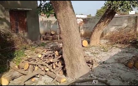 स्कूल परिसर में लगे चिलबिल के पेड़ पर चला आरा