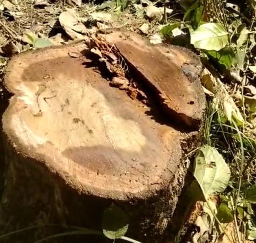 वन विभाग की मिलीभगत से हो रही पेड़ों की अवैध कटान