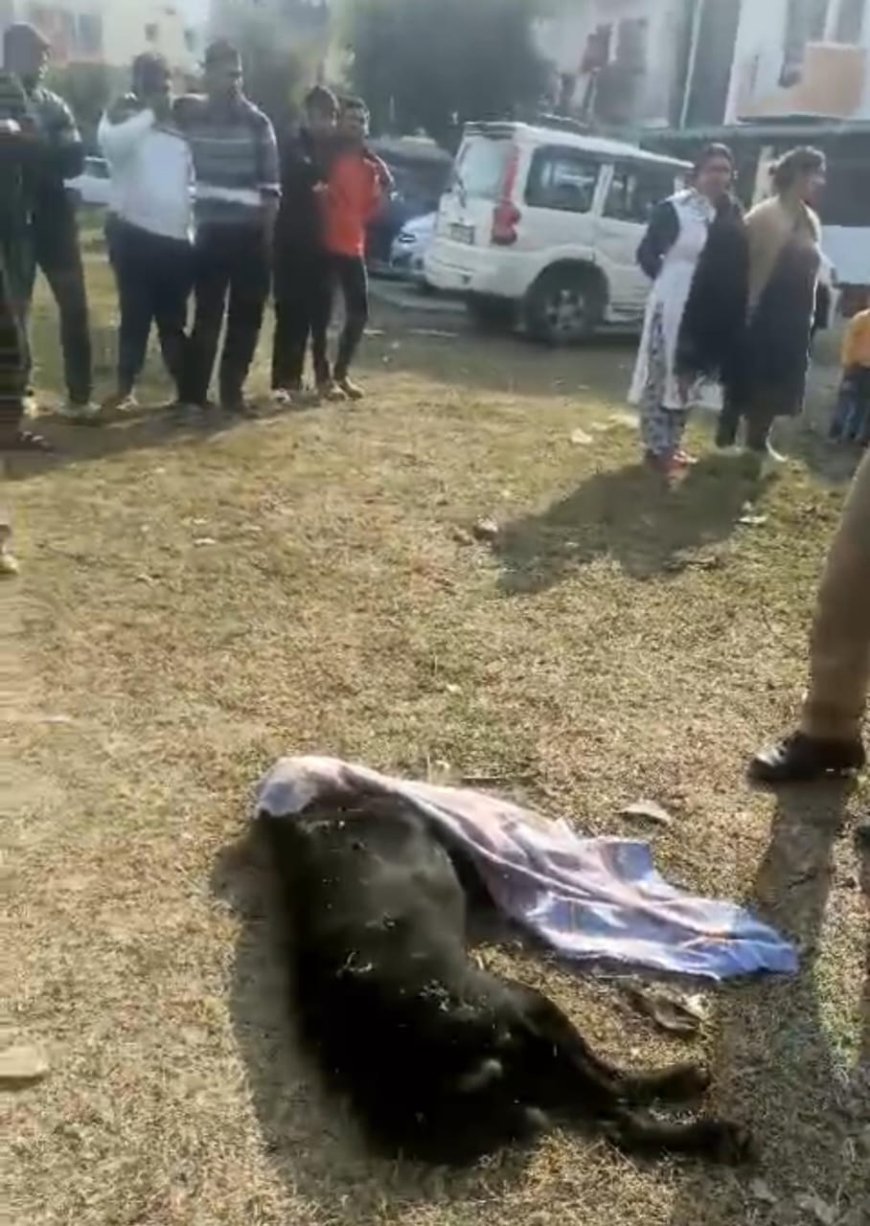 युवक ने कुत्ते को दौड़ाकर मारी गोली,सनसनी
