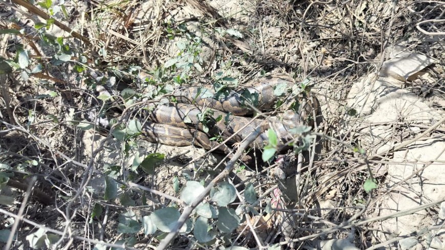 जानें अजगर निकलने से क्यों दहशत में हैं ग्रामीण