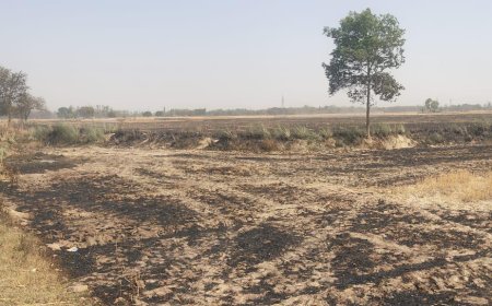 29 बीघा गेहूँ की फसल जलकर खाक