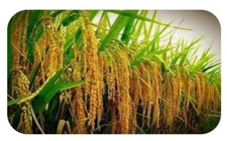 बस्ती को मिला धान का 4100 कुंटल प्रमाणिक/आधारीय बीज