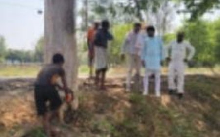 खत्म हो गया खूनी पेड़ से मौत का खेल, जानें क्या है पूरा मामला
