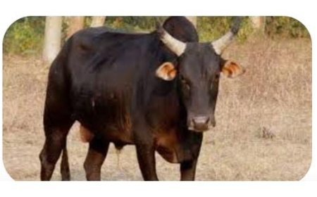 सांड़ के हमले में महिला चोटिल