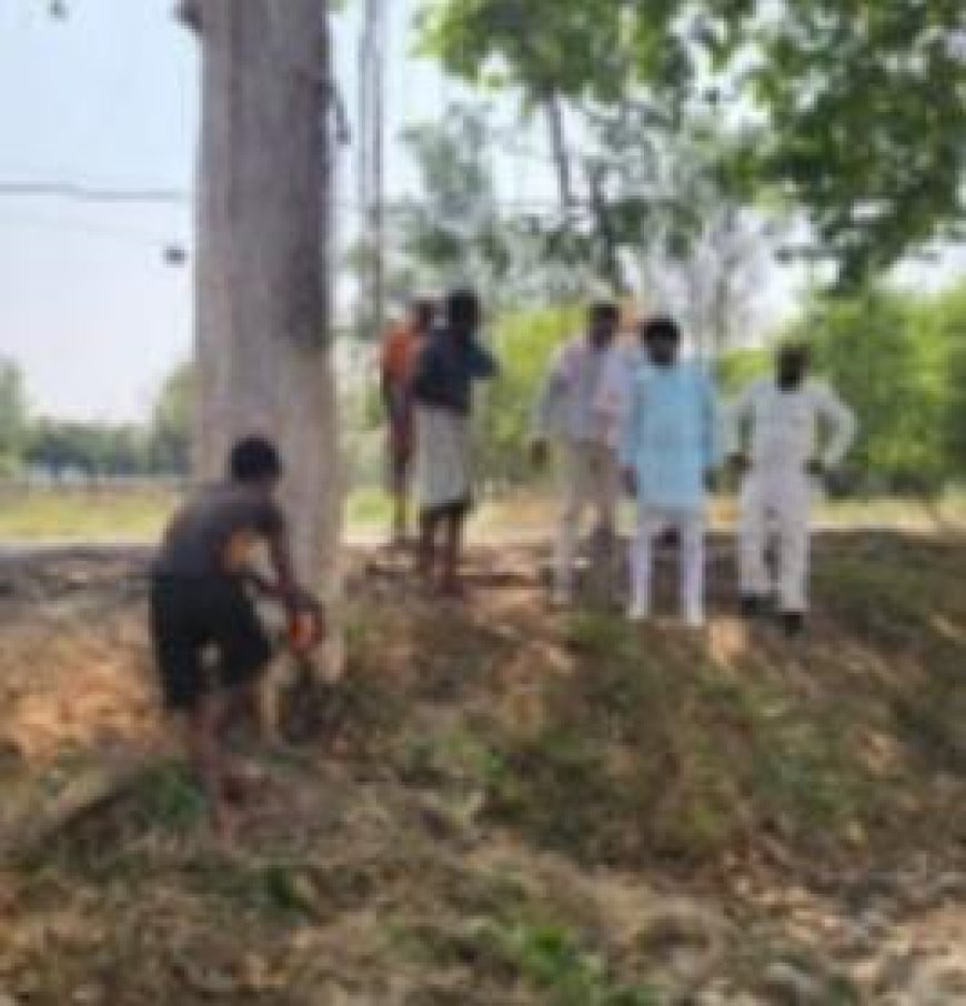 खत्म हो गया खूनी पेड़ से मौत का खेल, जानें क्या है पूरा मामला