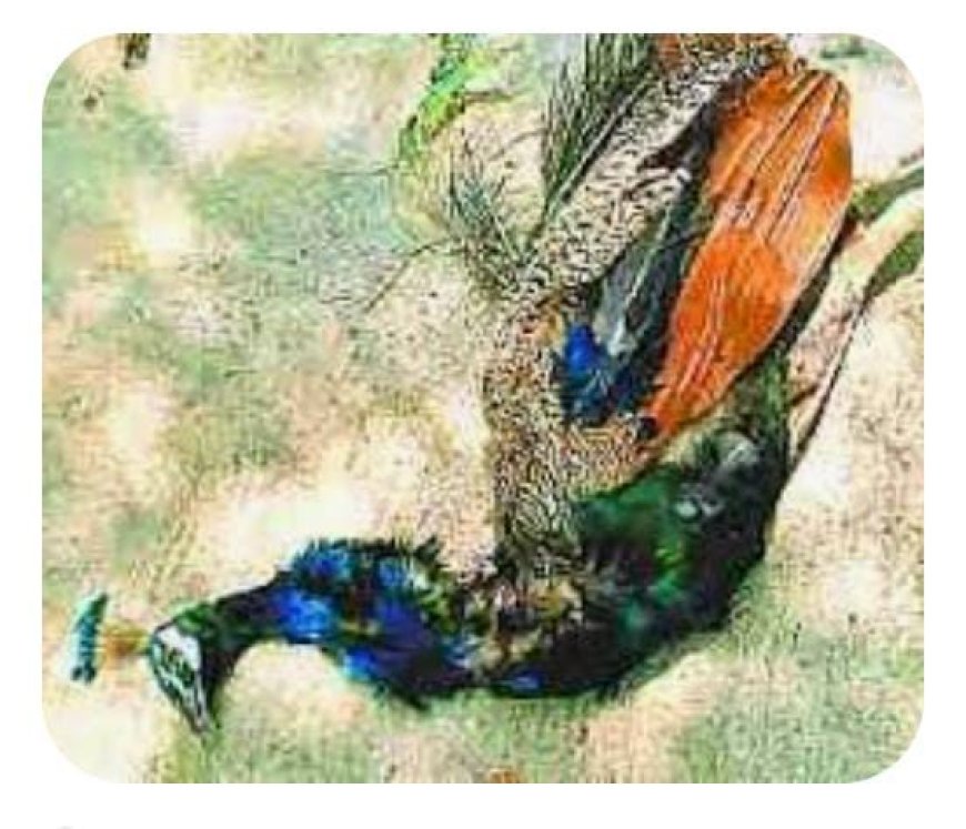 उड़ता मोर हाई टेंशन तार से टकराया,मौत