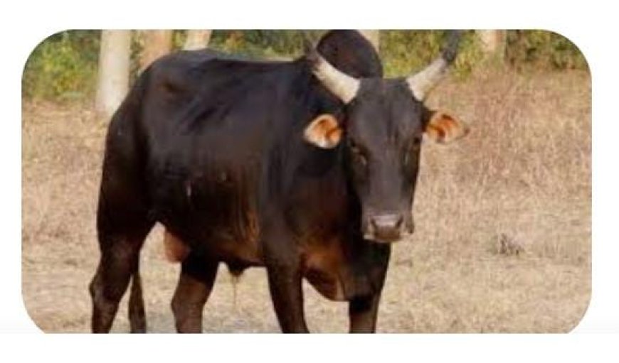 सांड़ के हमले में महिला चोटिल