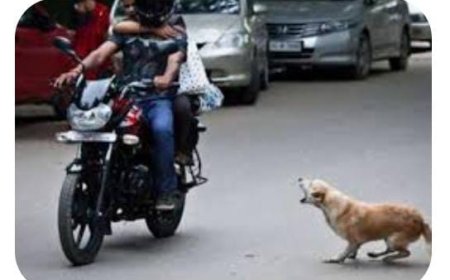 कुत्ते से टकरा कर बाइक चालक चोटिल