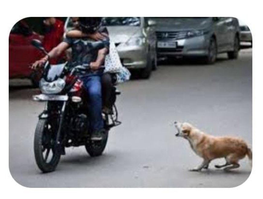 कुत्ते से टकरा कर बाइक चालक चोटिल