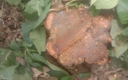 सागौन का पेड़ काटने पर मुकदमा दर्ज