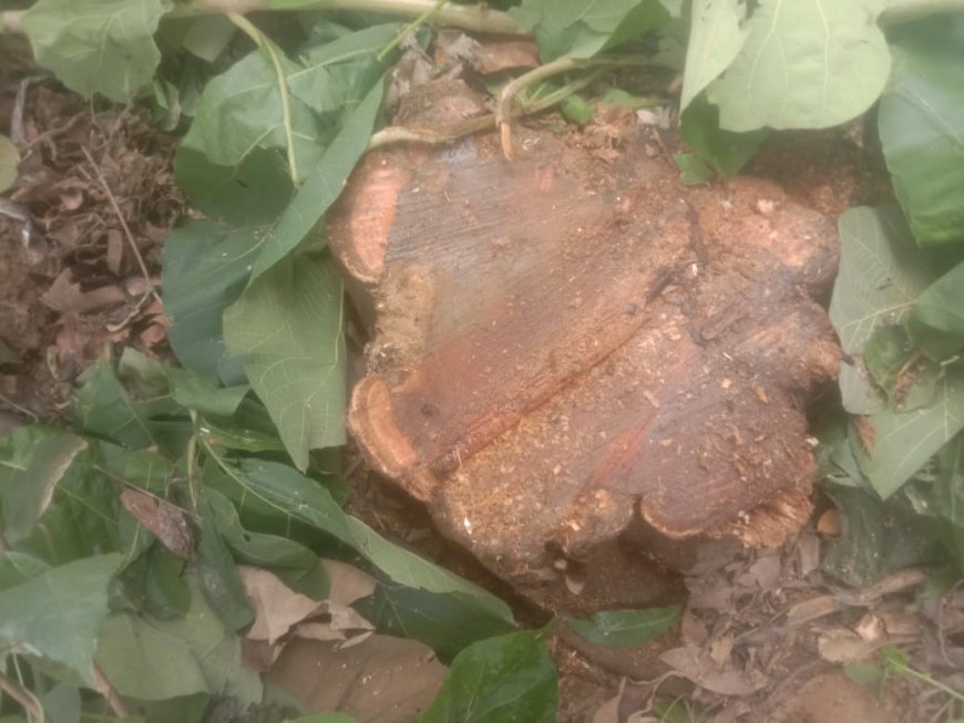 सागौन का पेड़ काटने पर मुकदमा दर्ज