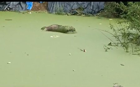 गड्ढे में अज्ञात शव मिलने से इलाके में सनसनी