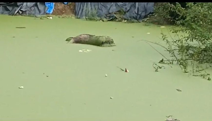 गड्ढे में अज्ञात शव मिलने से इलाके में सनसनी