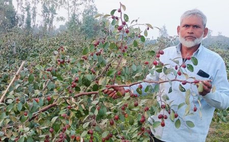 बागाती कृषि से आत्मनिर्भर बन रहे मोहम्मद हसन, सेल्फी प्वाइंट बनी एप्पल बेर की बगिया