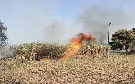 अज्ञात कारणों से गन्ने के खेत में लगी आग