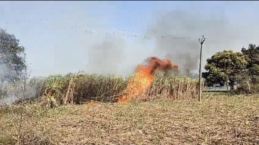अज्ञात कारणों से गन्ने के खेत में लगी आग