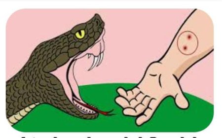 कूड़े के ढेर में बैठे सर्प ने युवती को डसा