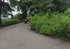 खतरनाक मोड़ पर झाड़ियों का कब्जा, हादसे का खतरा
