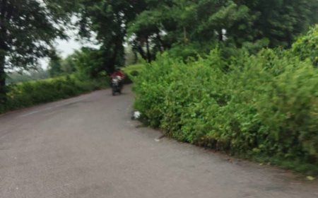 खतरनाक मोड़ पर झाड़ियों का कब्जा, हादसे का खतरा