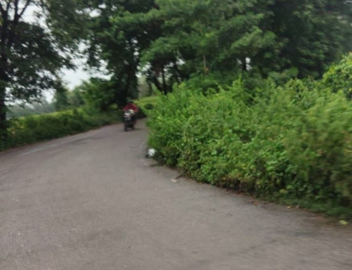 खतरनाक मोड़ पर झाड़ियों का कब्जा, हादसे का खतरा