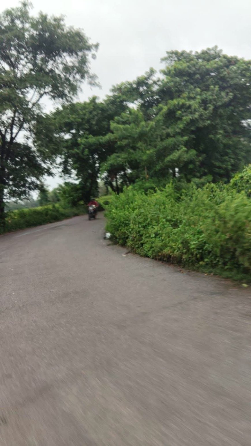 खतरनाक मोड़ पर झाड़ियों का कब्जा, हादसे का खतरा