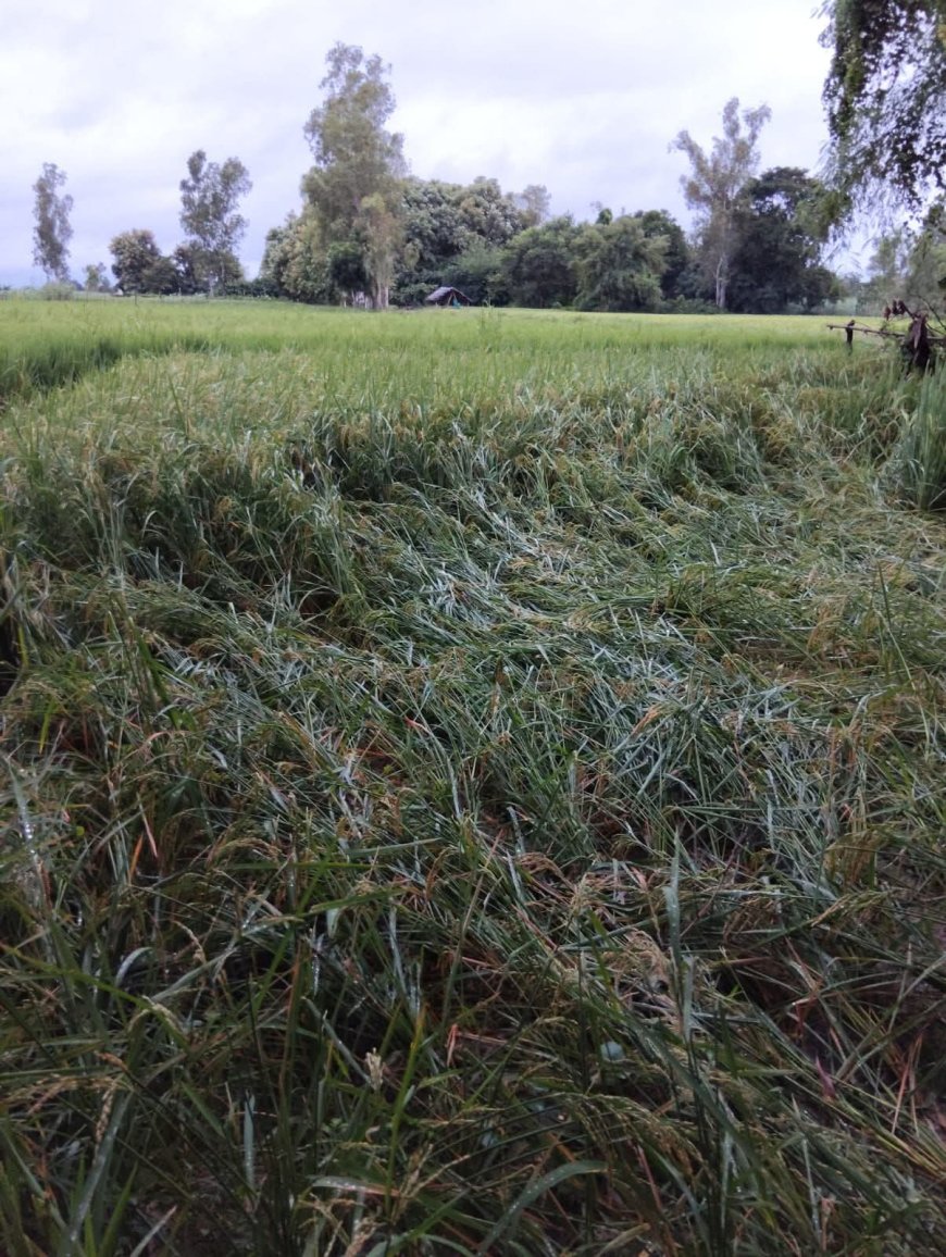 तेज हवा से गिरी गन्ने और धान की फसल, किसानों की बढ़ी चिंता